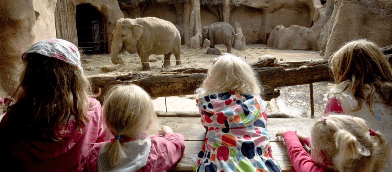 olifantenverblijf-diergaarde-blijdorp-daarzijn-794x350