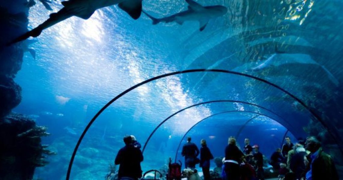 partner-blijdorp-2-794x350